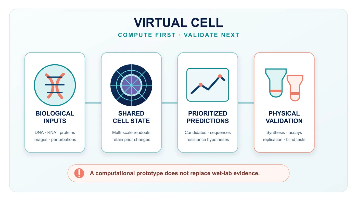 Figure 1 | A virtual cell is a computational prototype for testing hypotheses before returning to the laboratory