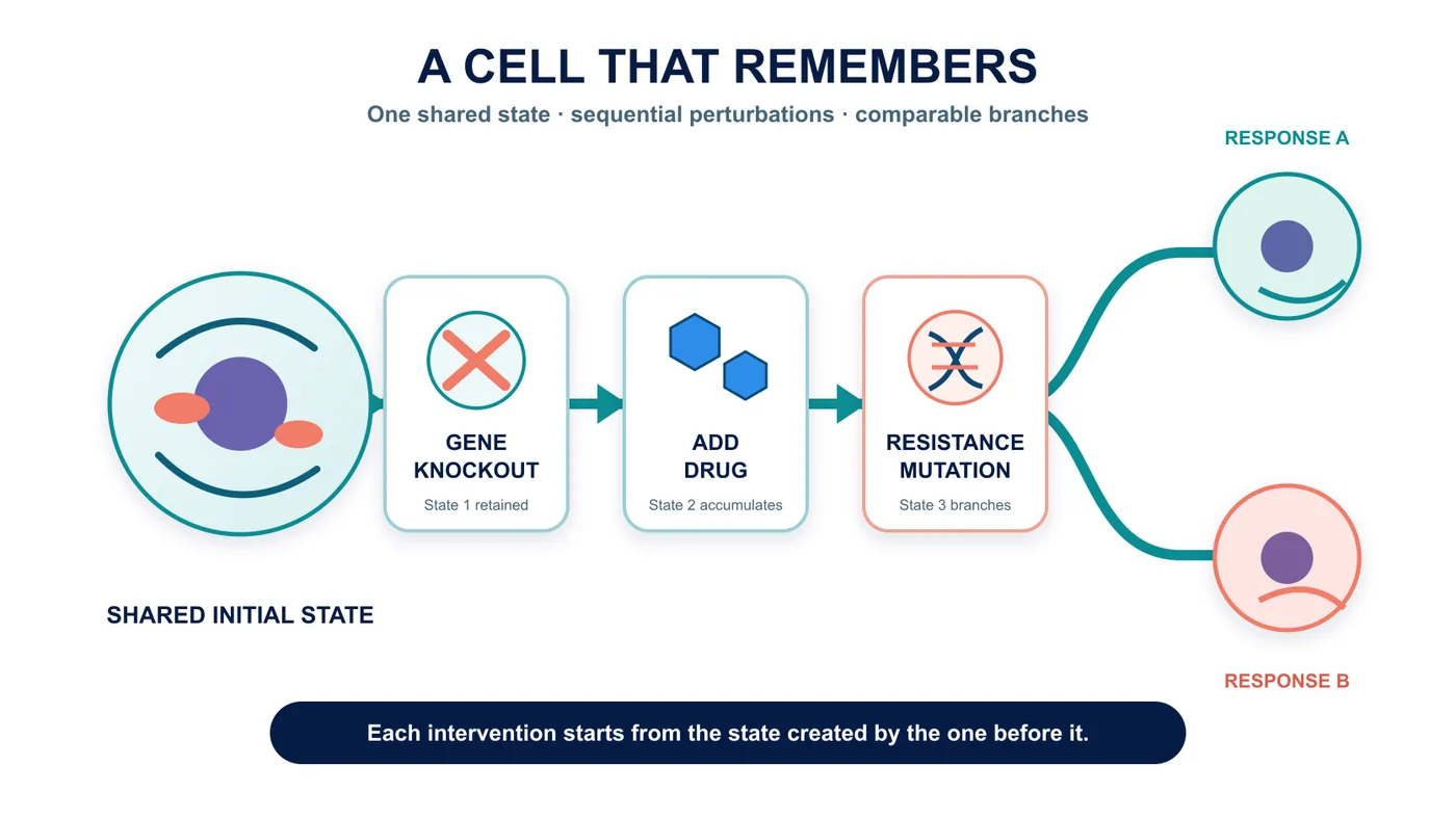 Figure 2 | A stateful digital cell retains a shared state across sequential perturbations and branching experiments
