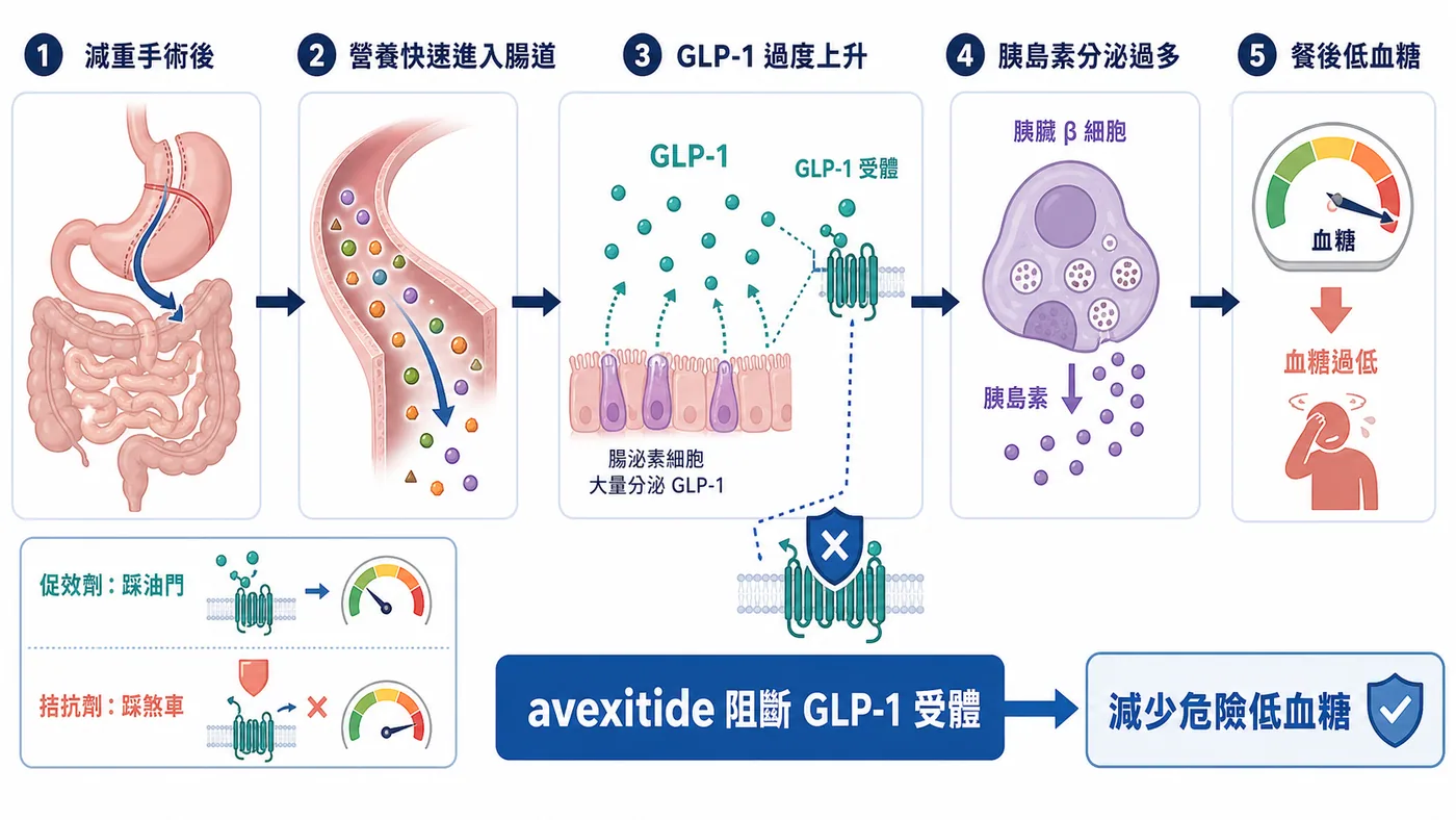 PBH 機制：GLP-1 訊號過強，胰島素煞車踩過頭