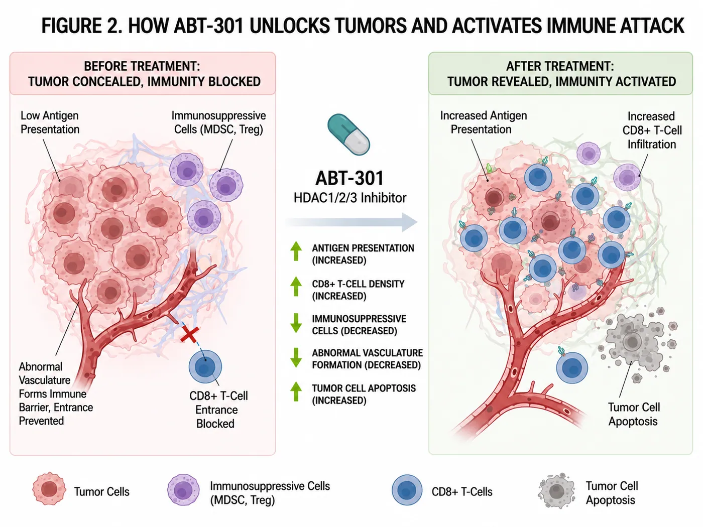 Figure 2 | ABT-301 is designed to reprogram the tumor microenvironment—making the tumor visible again and reactivating an immune response.