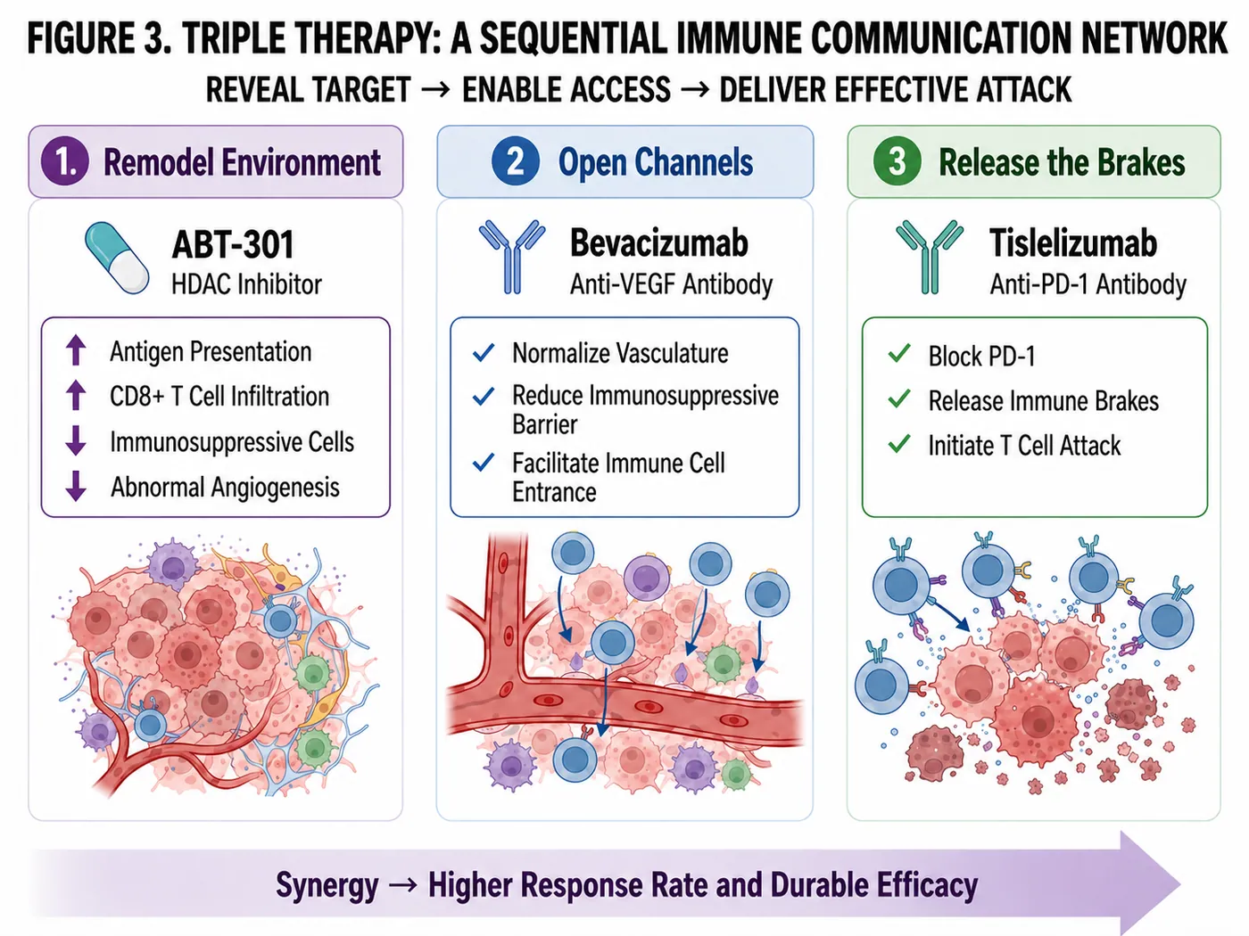 Figure 3 | A sequential network of the ABT-301 triple therapy: reprogram the microenvironment, improve immune access, and release the immune brake.