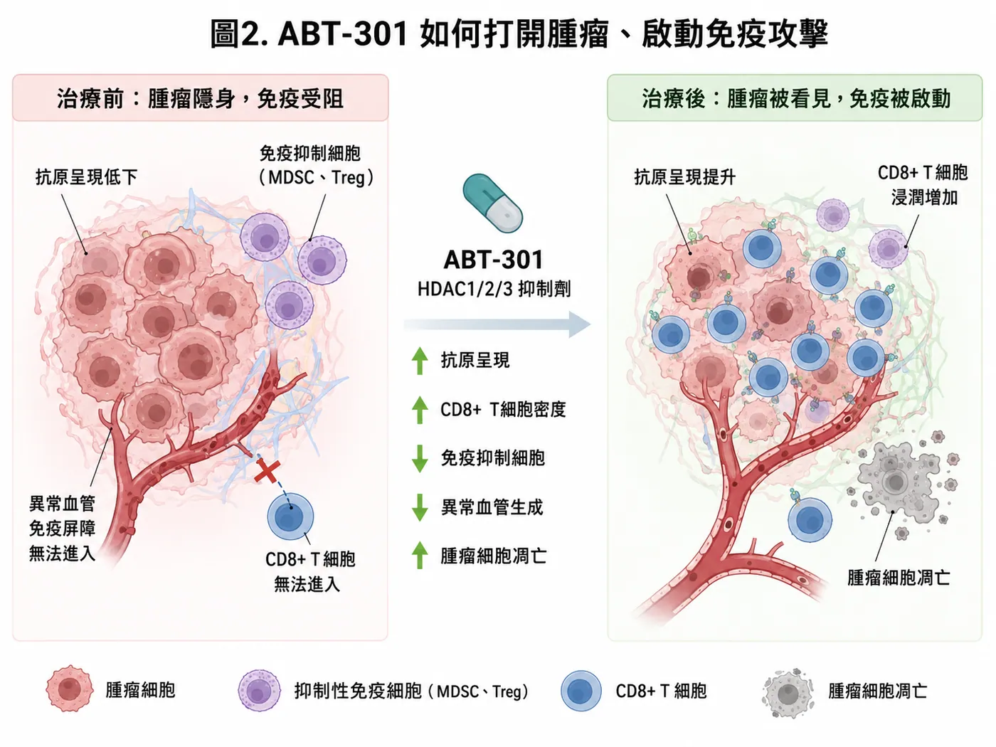 圖2|ABT-301透過腫瘤微環境重塑,嘗試讓腫瘤重新被看見、讓免疫重新被啟動