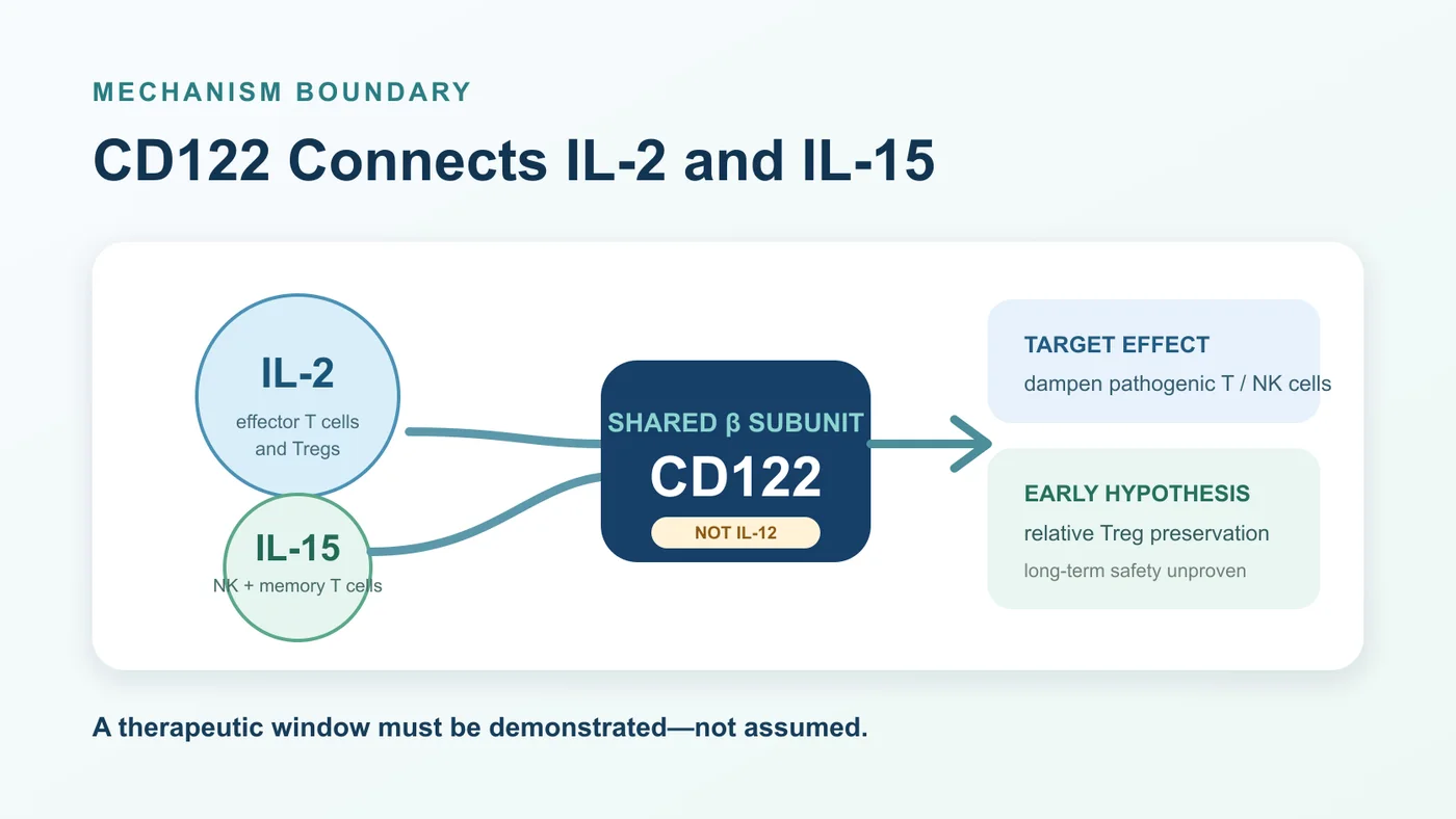 FB102 targets CD122, the shared beta subunit of IL-2 and IL-15 receptors, while the long-term immune safety window remains unproven