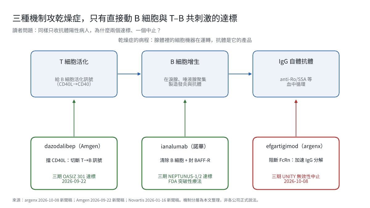 圖1|三種機制攻乾燥症,只有直接動 B 細胞與 T–B 共刺激的達標