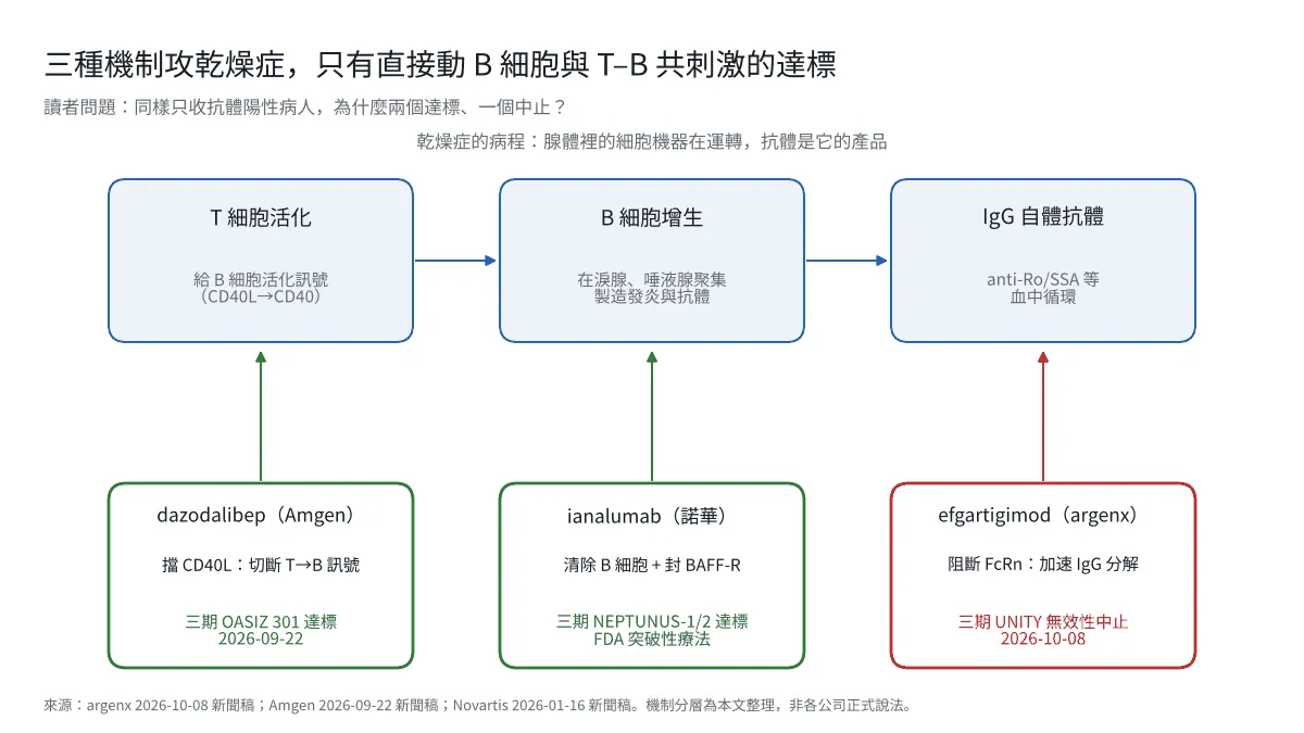 圖1｜三種機制攻乾燥症，只有直接動 B 細胞與 T–B 共刺激的達標