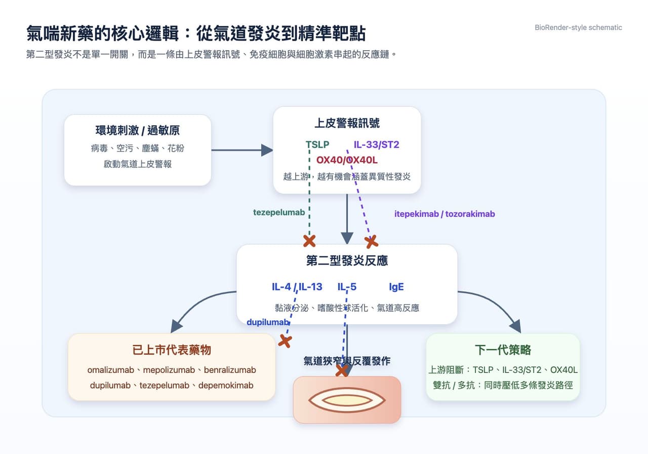 Dcard 原圖:氣喘新藥正在換檔:從吸入三合一到上游免疫靶點!