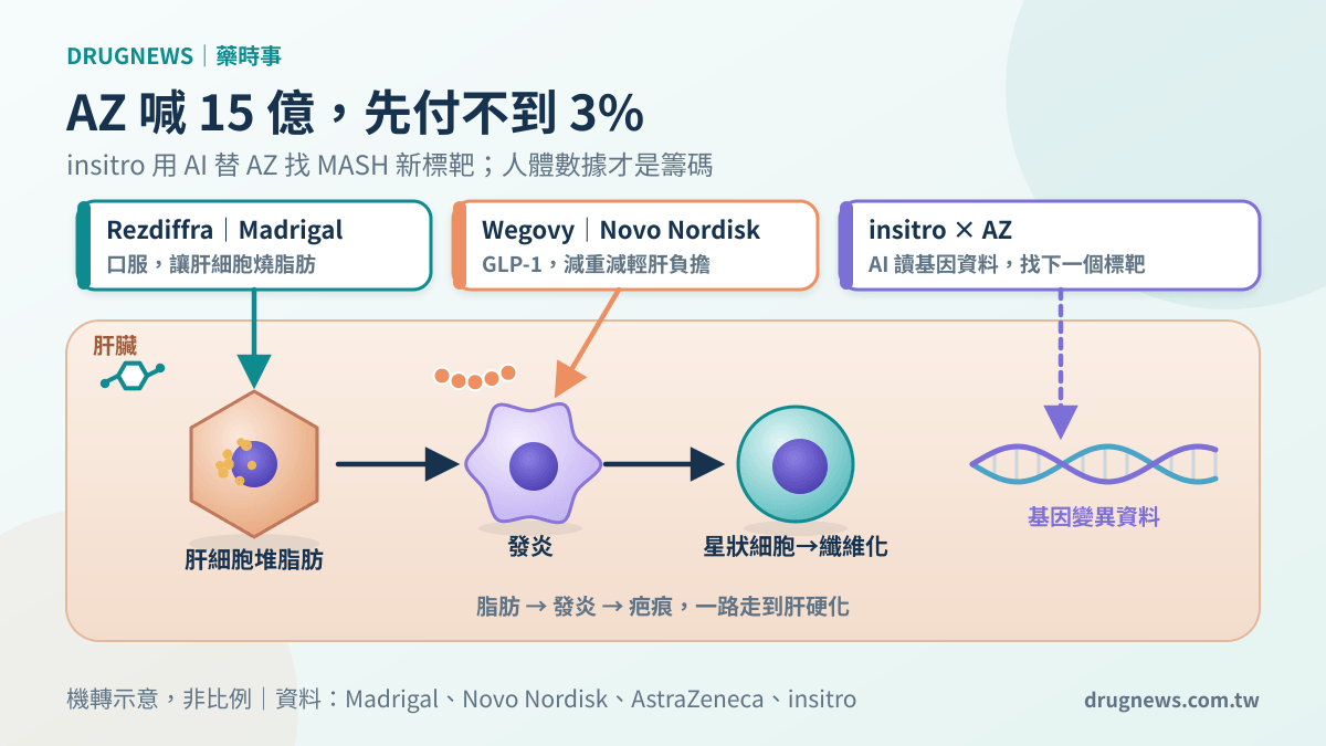 MASH 肝臟流水線機制圖:Rezdiffra 打肝細胞、Wegovy 減輕肝臟負擔,insitro 用基因資料替 AstraZeneca 找新標靶