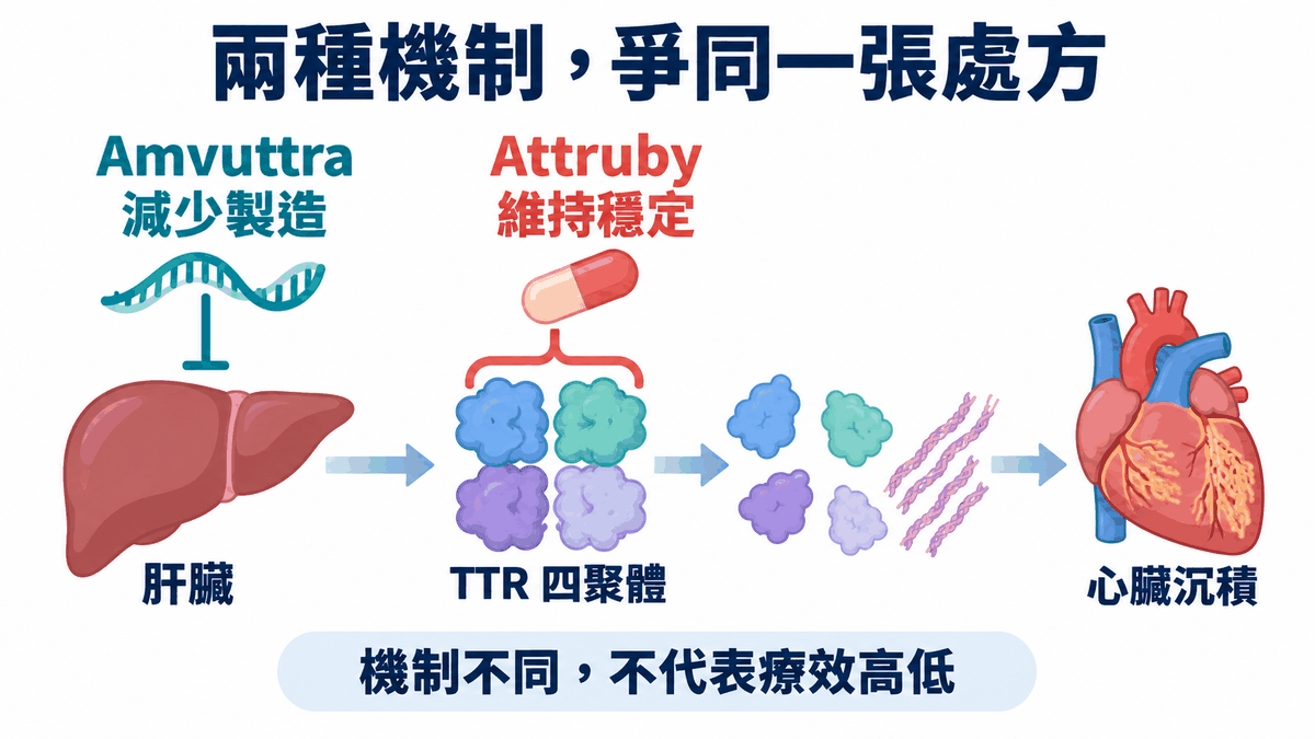 RNA沉默與口服穩定劑在不同環節介入TTR疾病過程