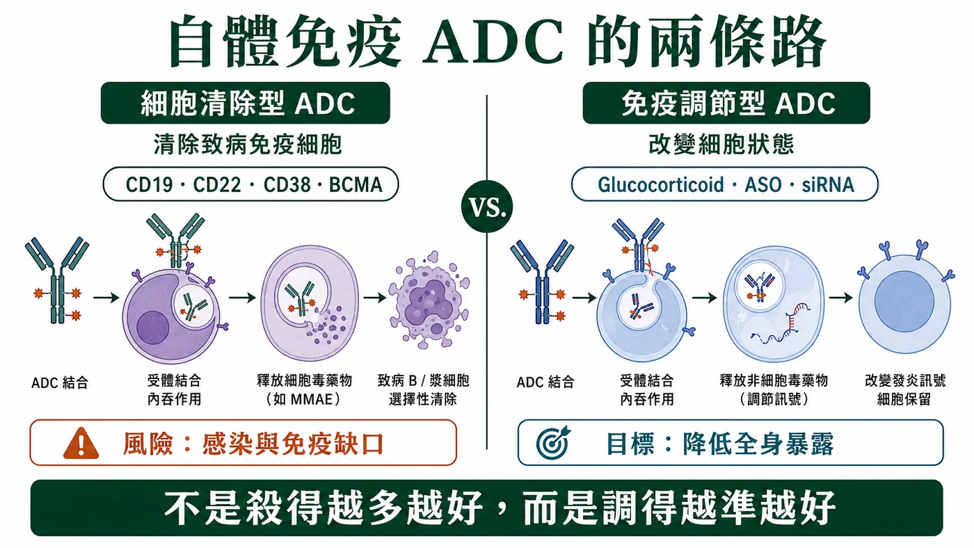 自體免疫 ADC 分成細胞清除與免疫調節兩條技術路線
