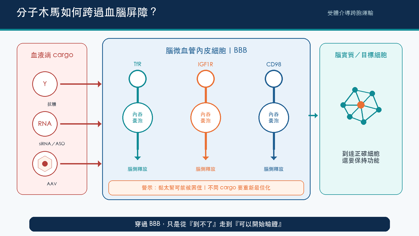 圖 2|受體介導跨胞運輸:木馬如何把不同 cargo 送過 BBB