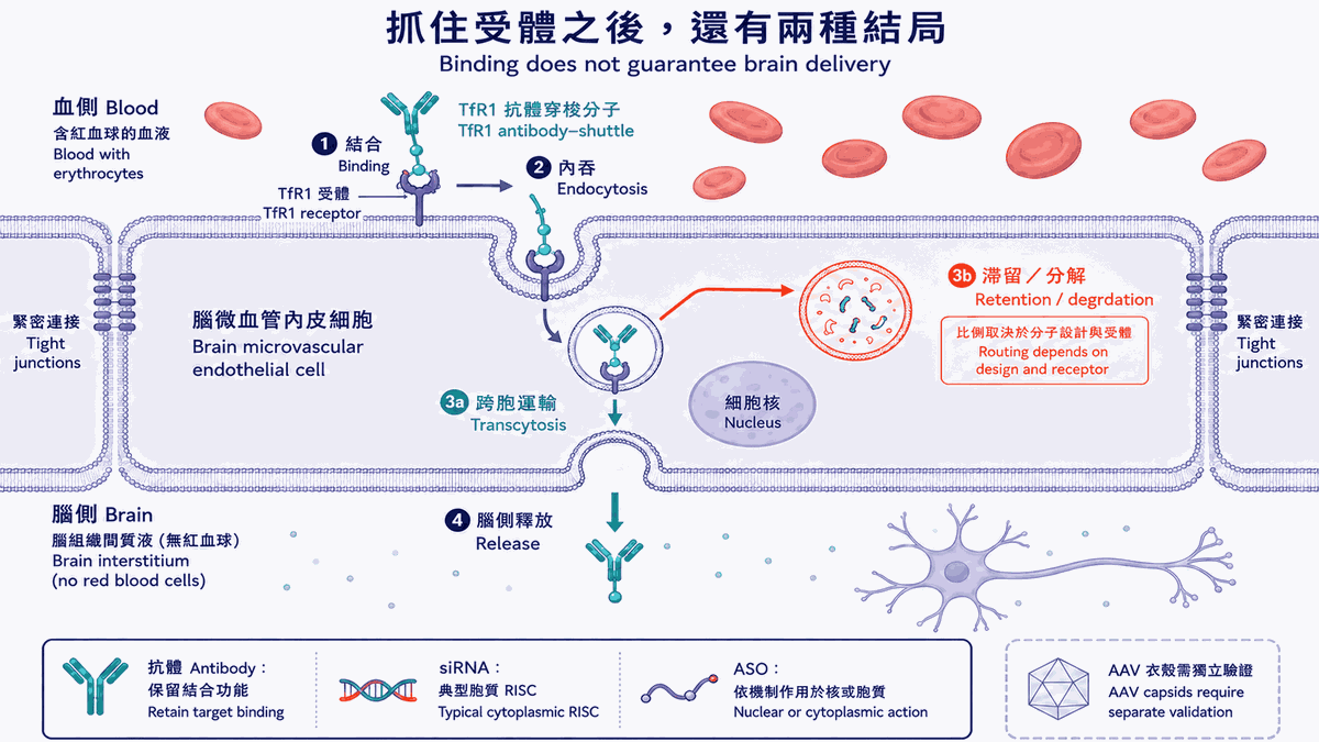 圖2|TfR1抗體shuttle在血側結合並內吞,之後分向腦側釋放或滯留分解,ASO與siRNA作用位置另列
