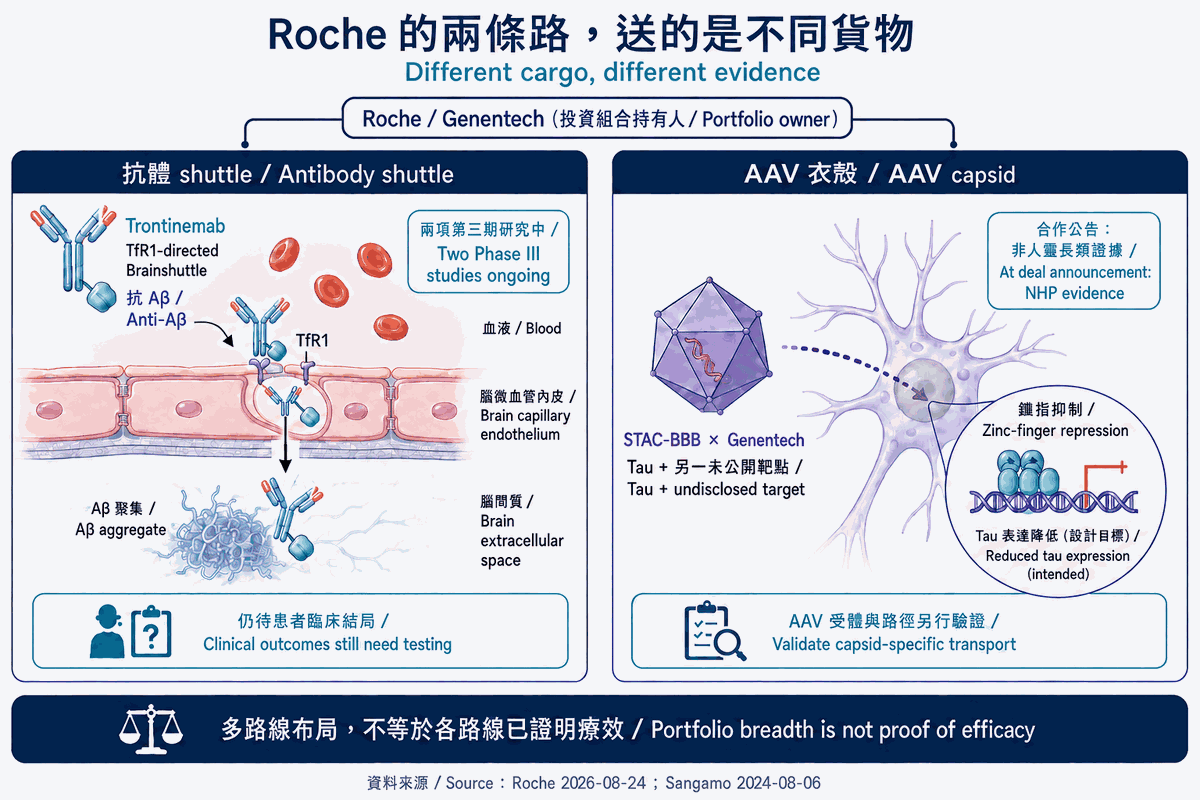 圖3|Roche的trontinemab抗體shuttle與Genentech授權的STAC-BBB AAV衣殼分列,標明第三期與合作公告時非人靈長類證據