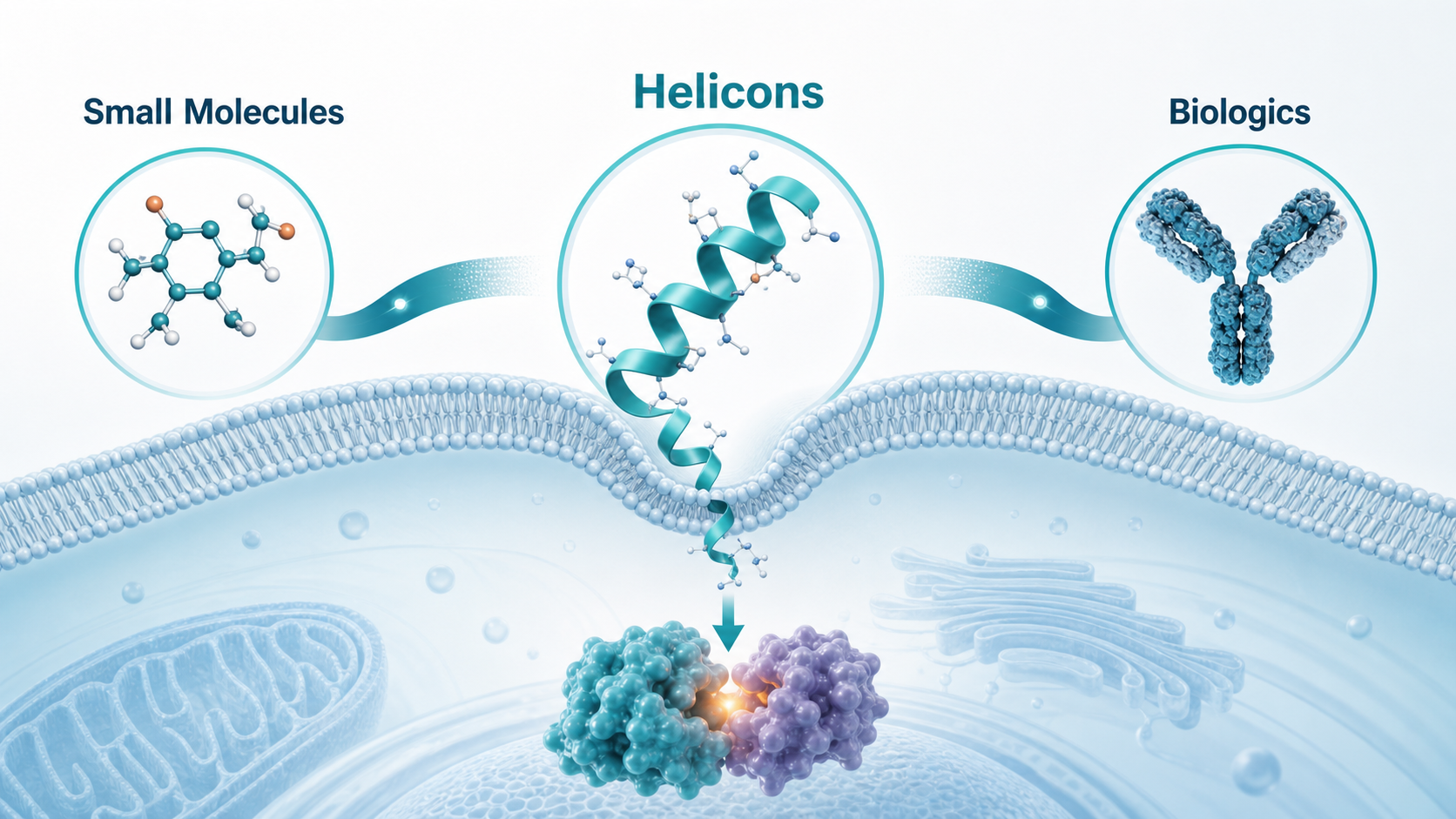 Helicons sit between small molecules and biologics