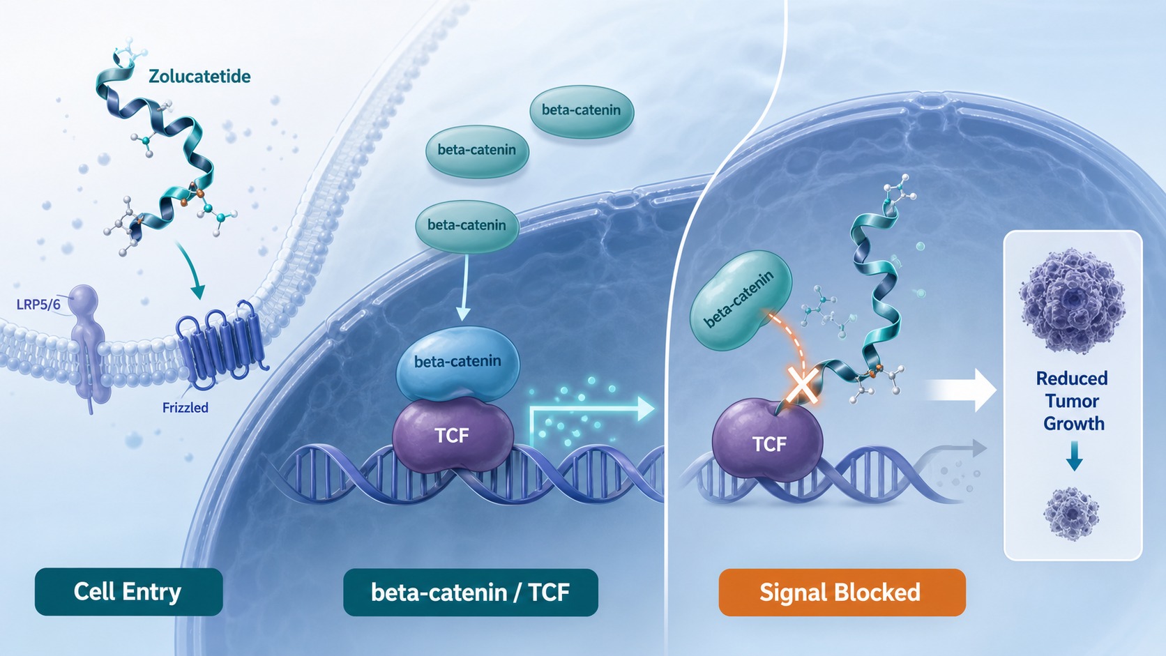 Zolucatetide targets the beta-catenin TCF interaction