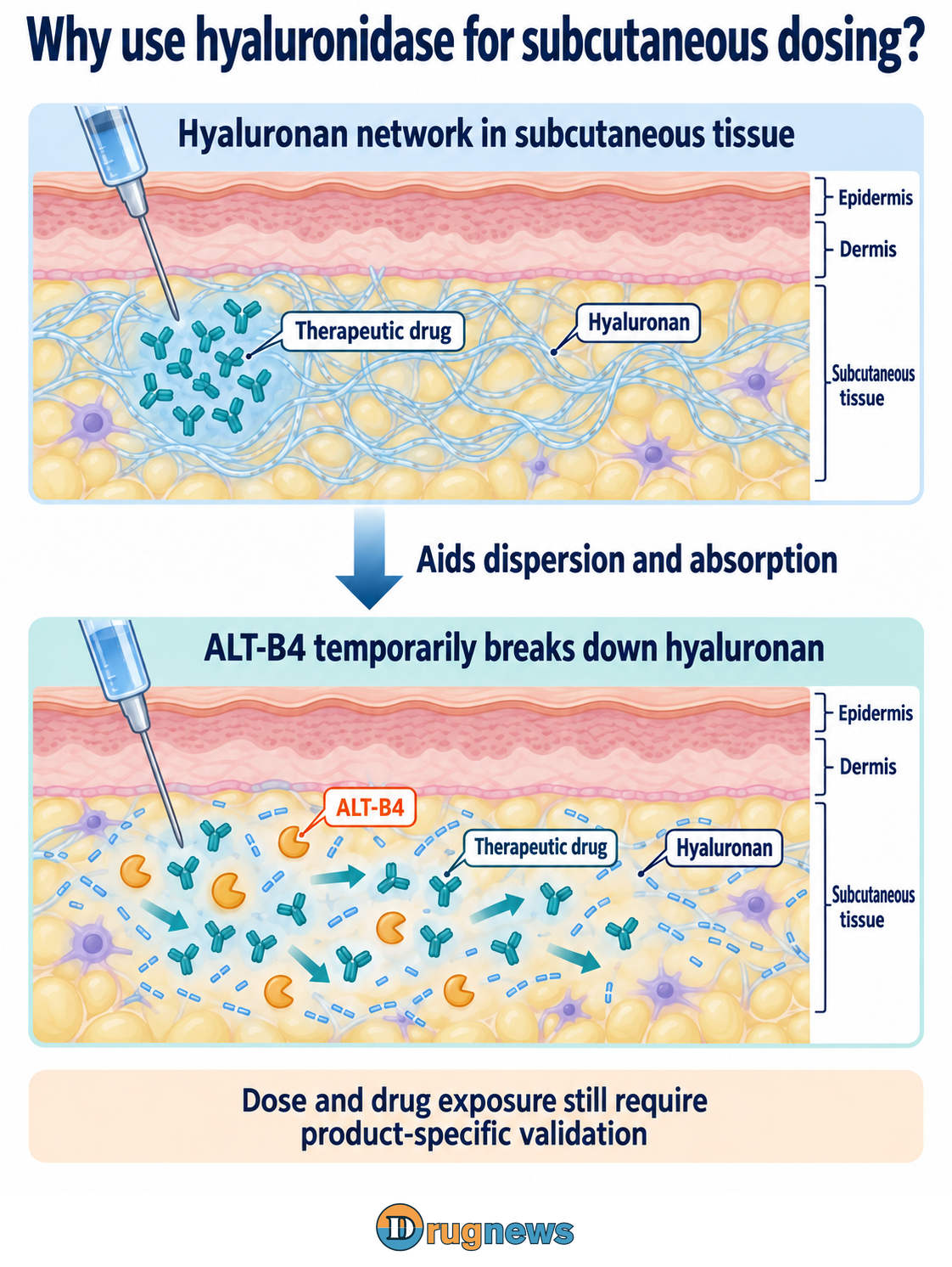 Figure 3. ALT-B4 temporarily breaks down subcutaneous hyaluronan to aid dispersion and absorption of a co-administered drug.