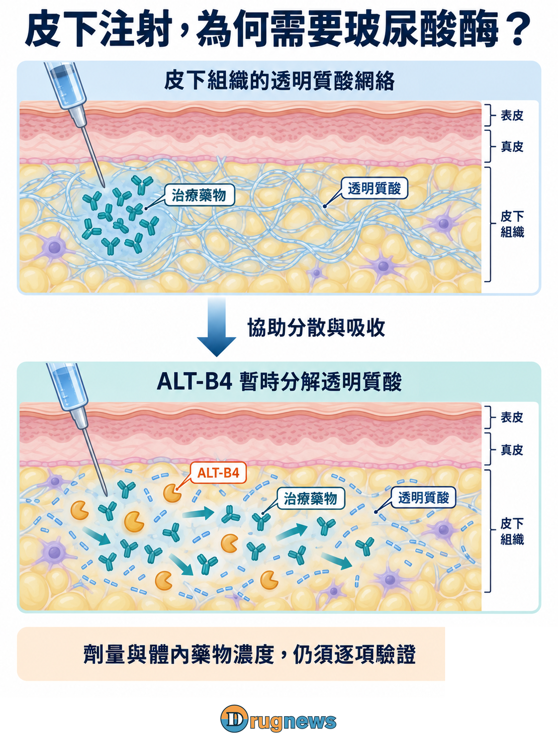 圖3｜ALT-B4暫時分解皮下透明質酸，協助共同給藥的藥物分散與吸收。