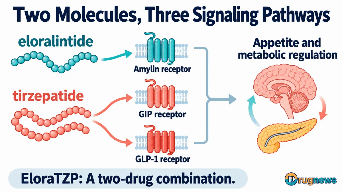 Figure 3 | Eloralintide acts on amylin receptors, while tirzepatide acts on GIP and GLP-1 receptors. This is an illustration of the pathways of action, not a complete diagram of signaling across organs. The value of using the two molecules together must still be assessed in human trials.