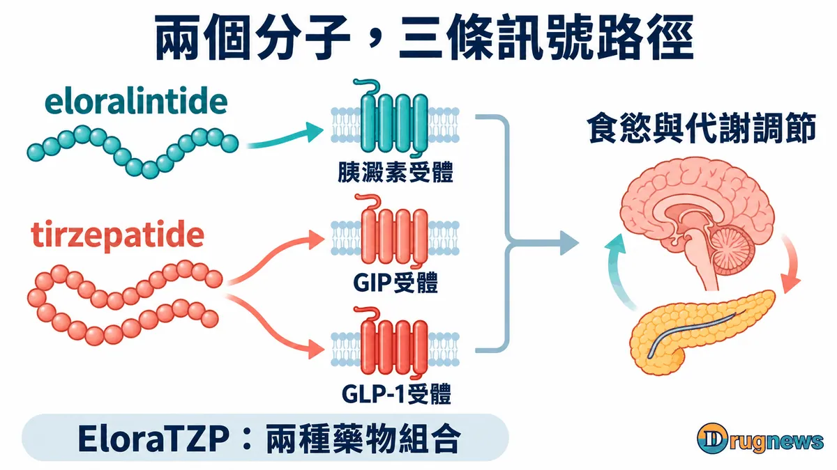 圖3｜eloralintide作用於胰澱素受體，tirzepatide作用於GIP與GLP-1受體。圖為作用路徑示意，並非完整的器官訊號圖；兩分子共同使用的價值，仍由人體試驗判斷。