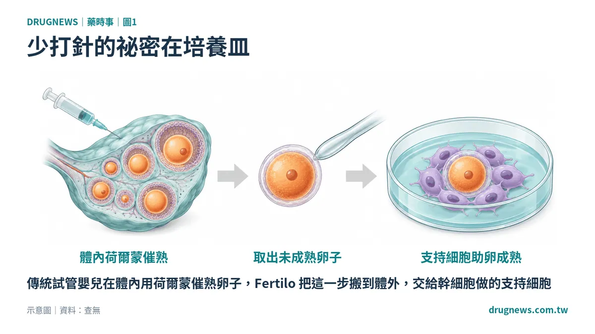 圖1|少打針的祕密在培養皿
