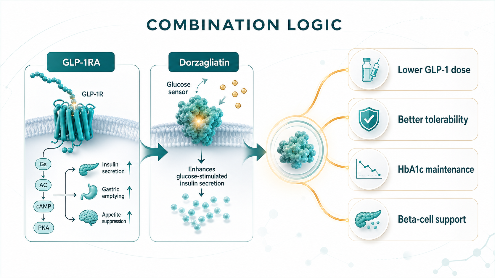 Figure 3 | Dorzagliatin plus GLP-1 is a combination-design question, not a simple add-on slogan