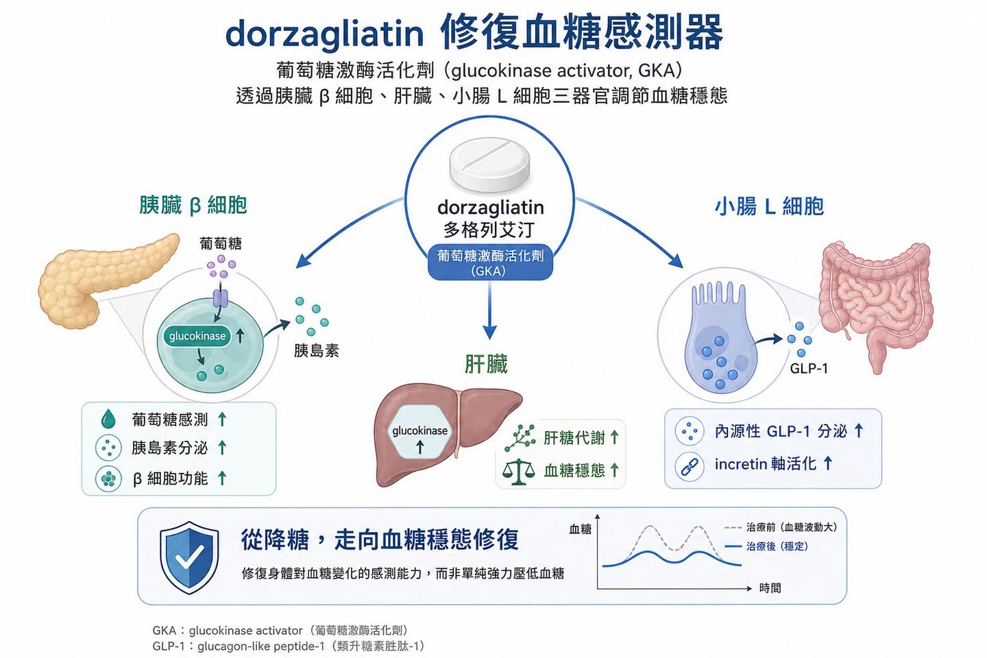Facebook 原圖:GLP-1 下半場:dorzagliatin(多格列艾汀)想解決的,不是減重更猛,而是長期用得住(圖 2)