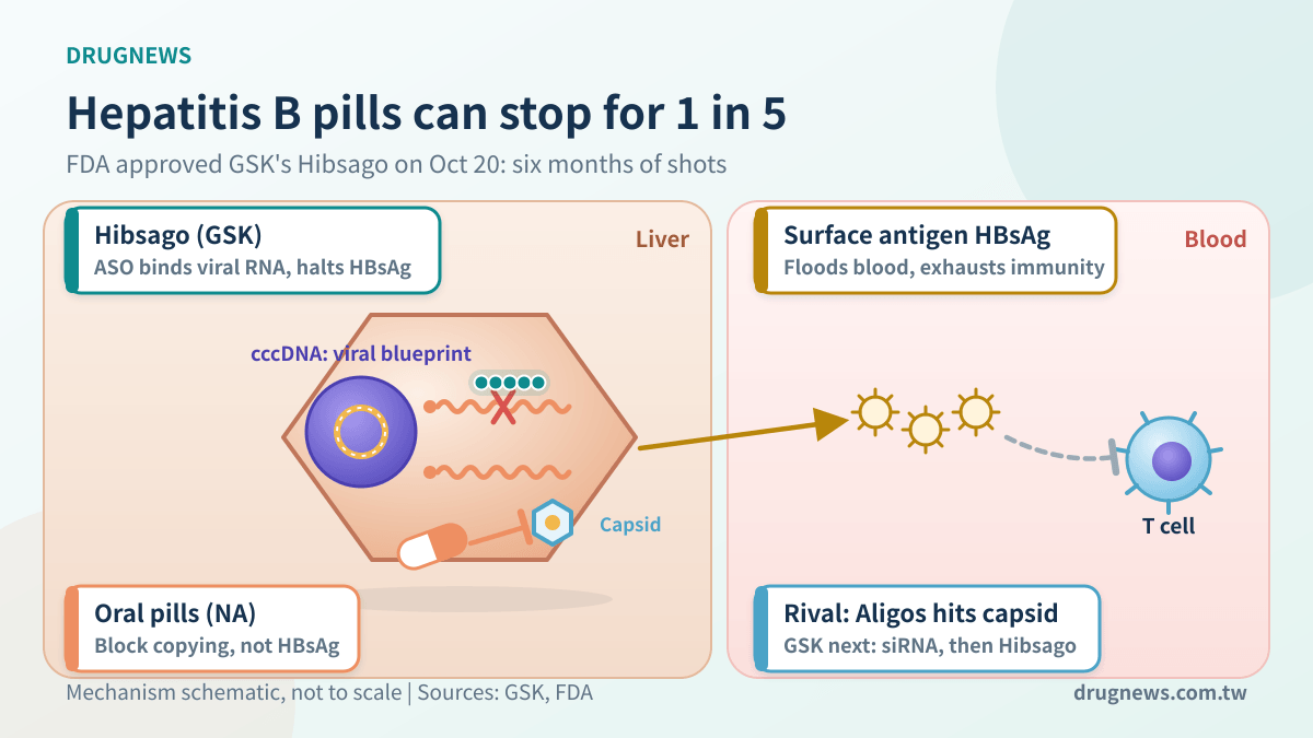 Mechanism schematic: oral drugs block hepatitis B copying, Hibsago binds viral RNA to halt surface antigen, T cells recover