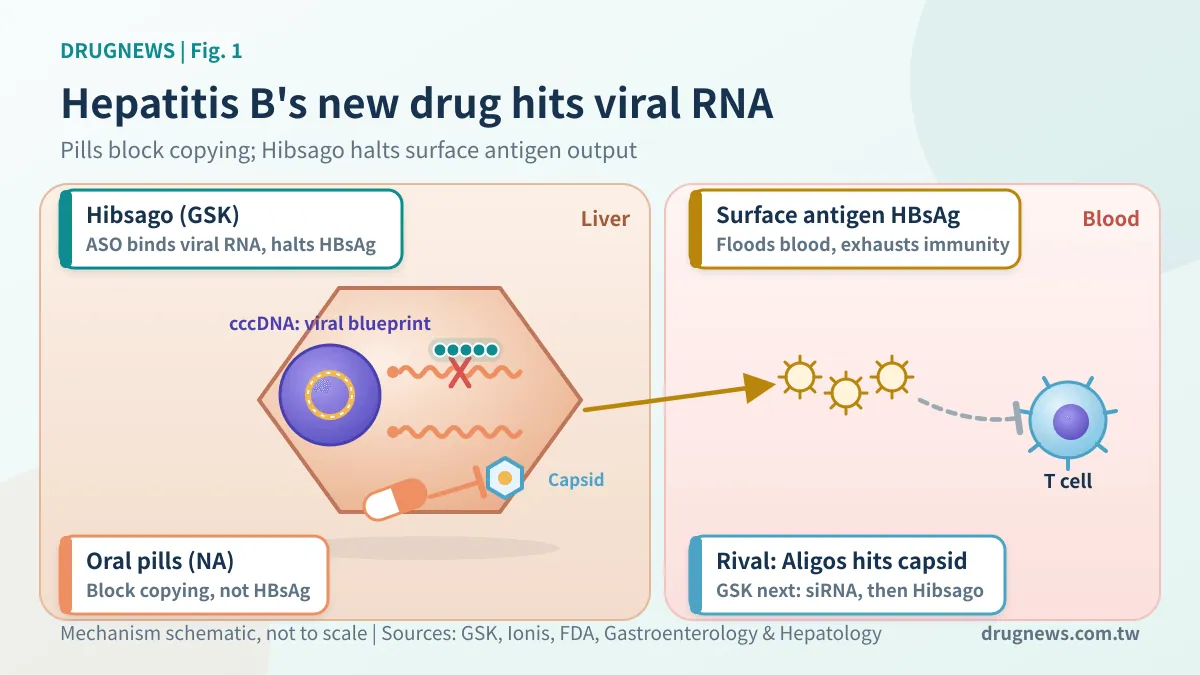 Figure 1 | The new hepatitis B drug targets viral RNA