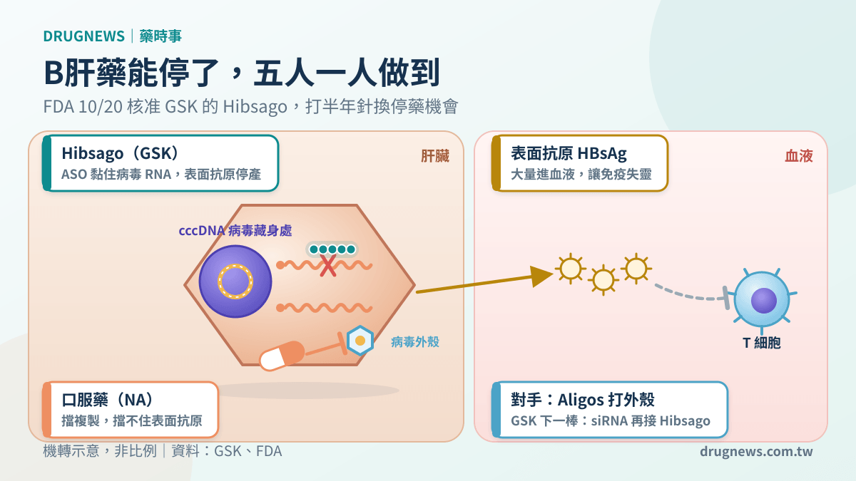 機制示意圖:口服藥擋 B 肝病毒複製,Hibsago 黏住病毒 RNA 讓表面抗原停產,T 細胞恢復作用