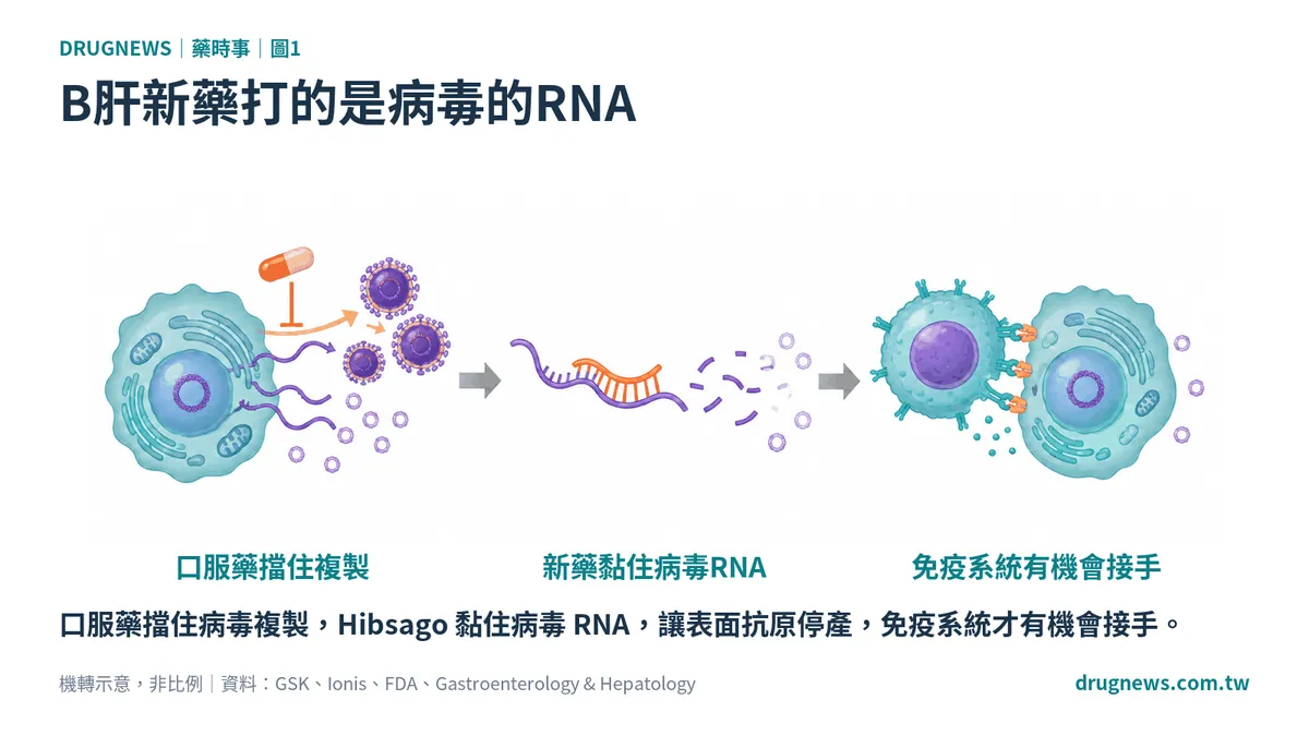 圖1｜B肝新藥打的是病毒的RNA