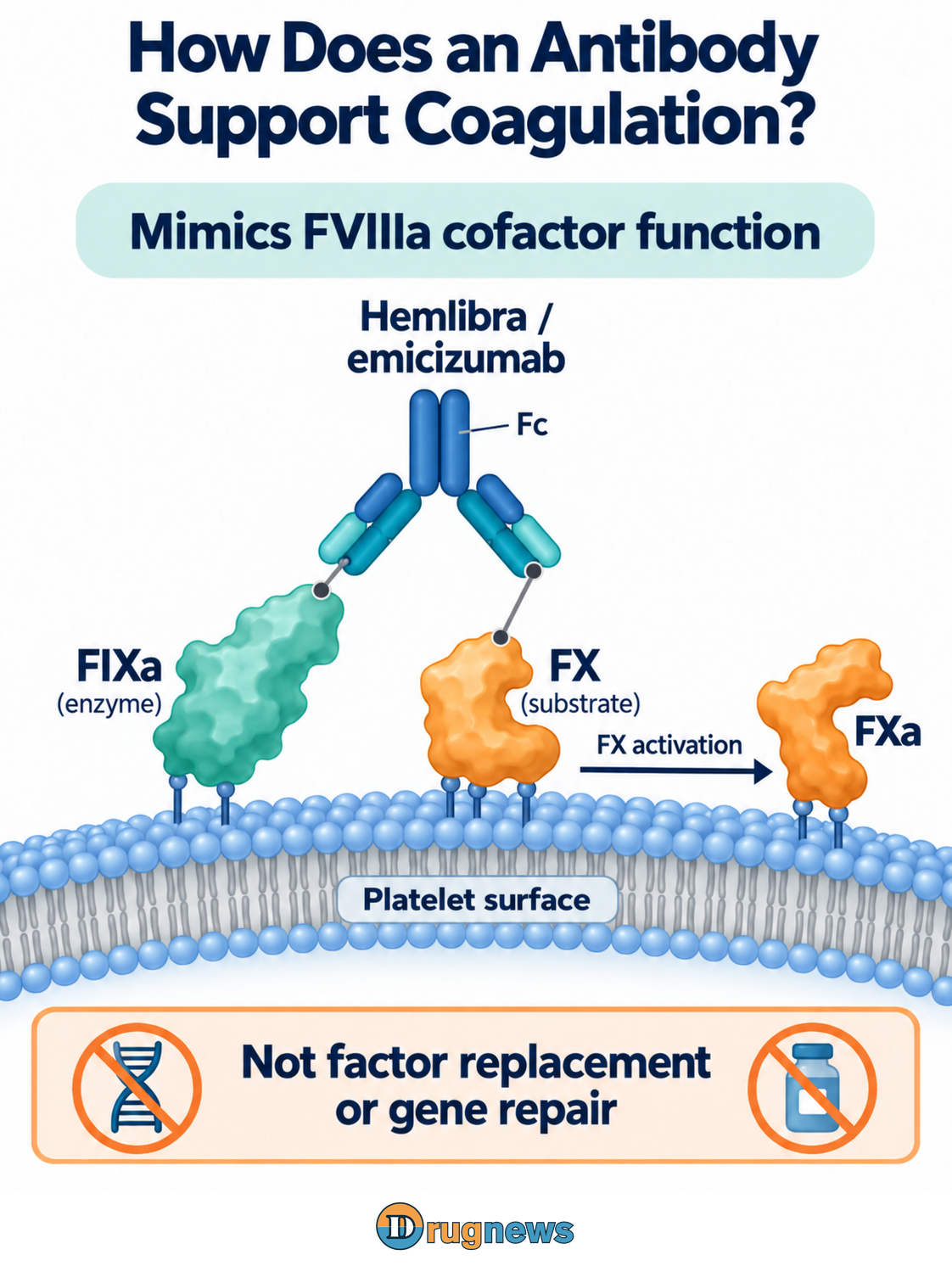 FIXa and its substrate FX associate with the platelet phospholipid surface and are bound by the two Fab ends of one soluble bispecific antibody. The Fc region remains away from the membrane, while a reaction arrow shows FIXa-mediated activation of FX to FXa.