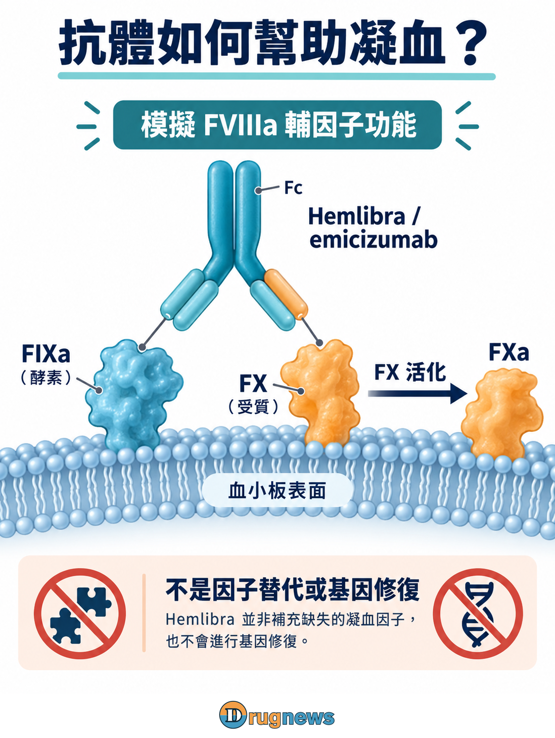 血小板磷脂表面上的FIXa酵素與FX受質,由同一可溶性雙抗的兩個Fab末端分別結合;Fc區段遠離膜。FIXa協助FX沿反應箭頭成為FXa。