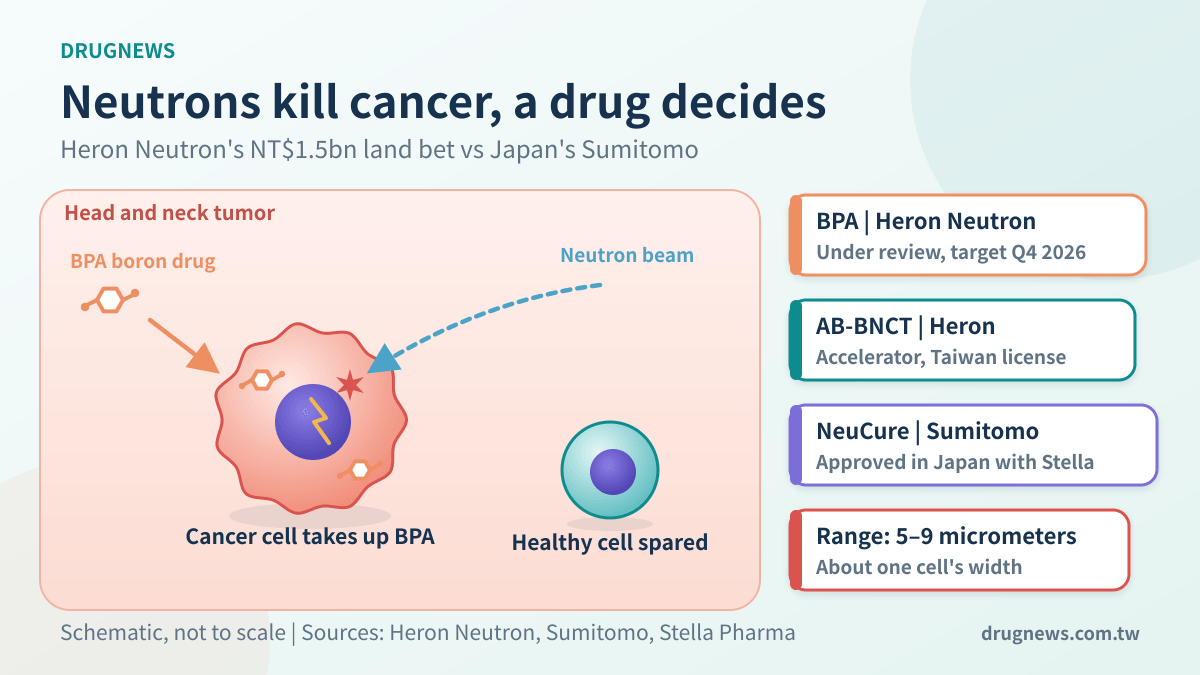 BNCT mechanism: cancer cells take up the boron drug BPA; a neutron beam hitting boron-10 releases particles that travel about one cell's width, sparing nearby healthy cells