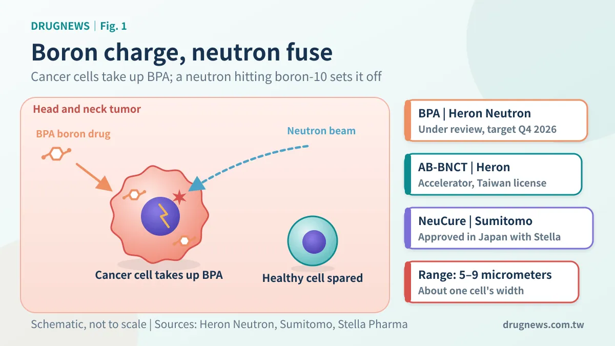 Fig. 1 | Boron plants the charge, neutrons light the fuse