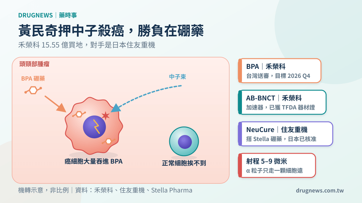 BNCT 機轉圖:硼藥 BPA 被癌細胞吸收,中子束打中硼-10 後產生射程約一顆細胞的粒子,旁邊正常細胞不受影響