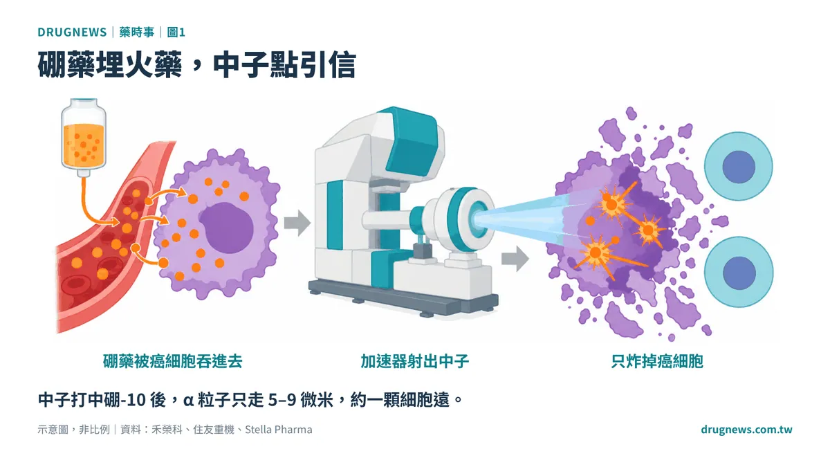 圖1｜硼藥埋火藥，中子點引信