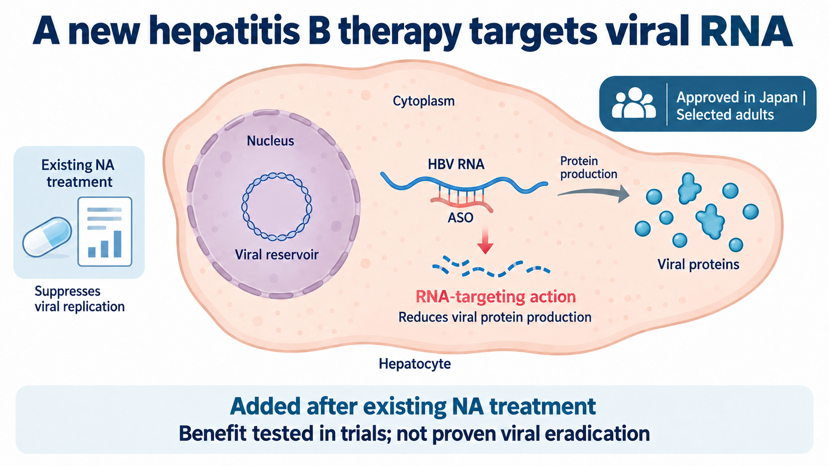 An antisense oligonucleotide acts on the RNA and viral-protein production pathway within a liver cell, with NA background treatment labeled separately. The viral reservoir remains in the cell nucleus, with no depiction of viral eradication or a cure checkmark.