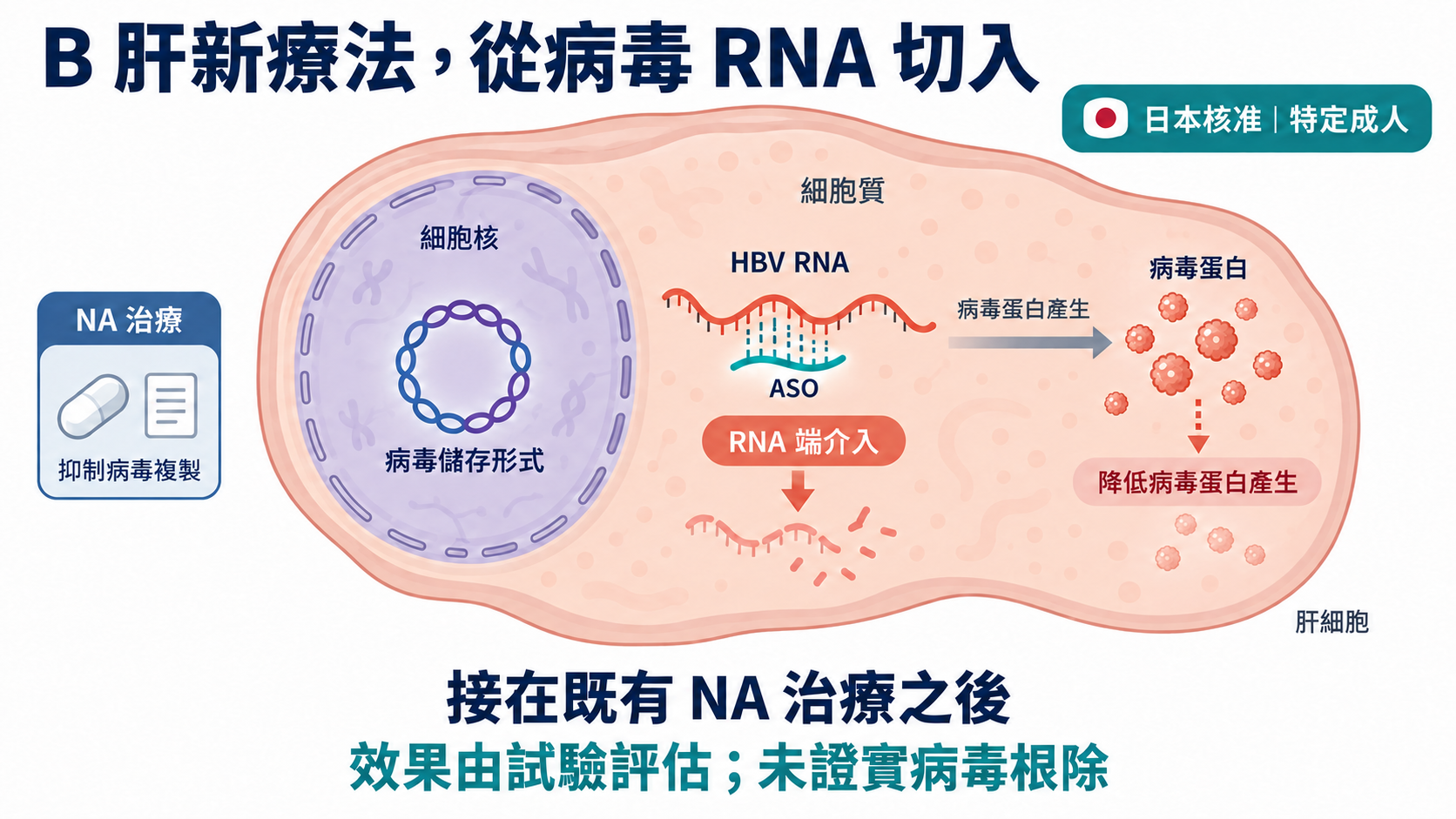 肝細胞中的 RNA 與病毒蛋白生成路徑受到反義寡核苷酸介入，旁列 NA 背景治療；細胞核中的病毒儲存形式仍保留，沒有病毒根除或治癒勾選。