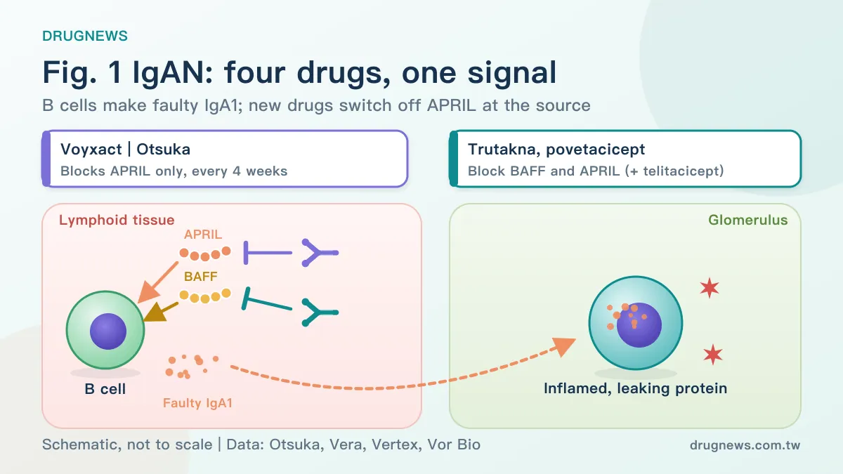 Fig. 1 | IgAN: four drugs, one signal