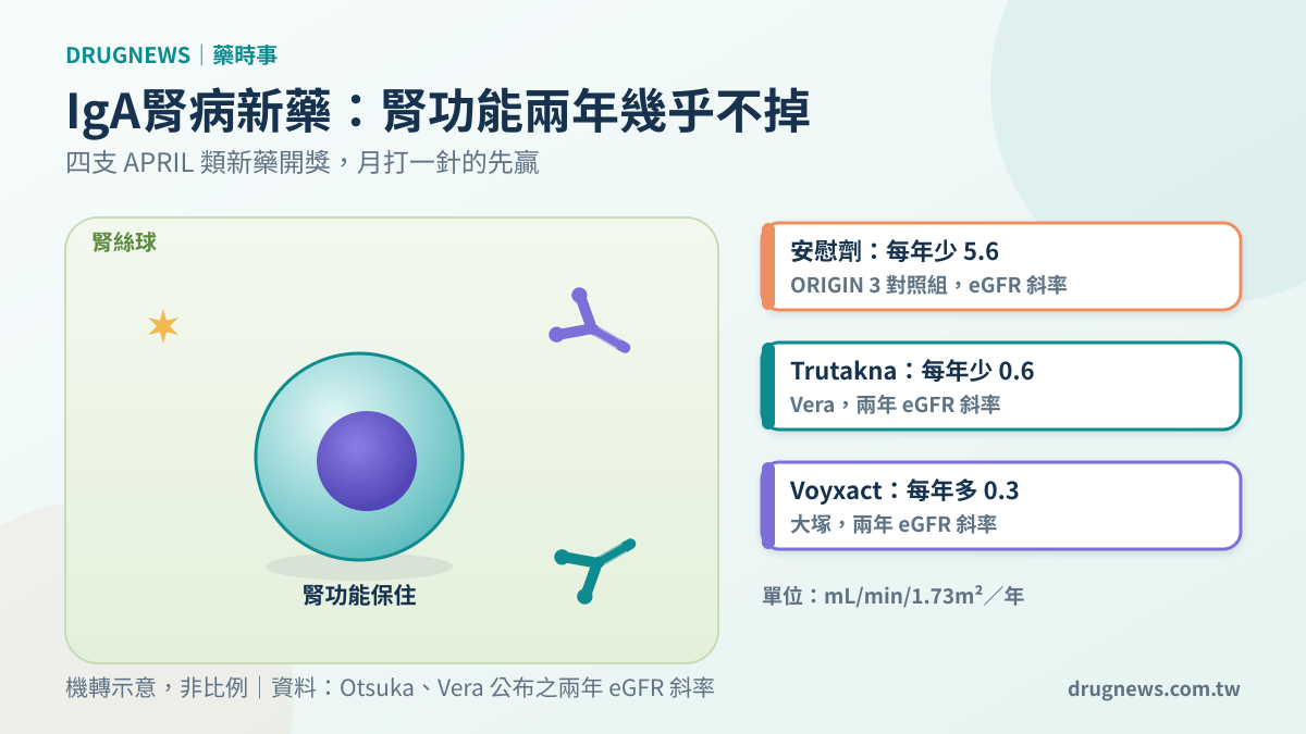 機轉示意與數據卡:IgA 腎病新藥讓腎功能兩年幾乎不掉,安慰劑組每年少 5.6