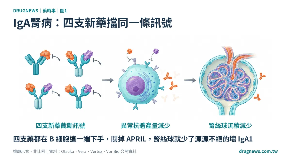 圖1｜IgA腎病：四支新藥擋同一條訊號