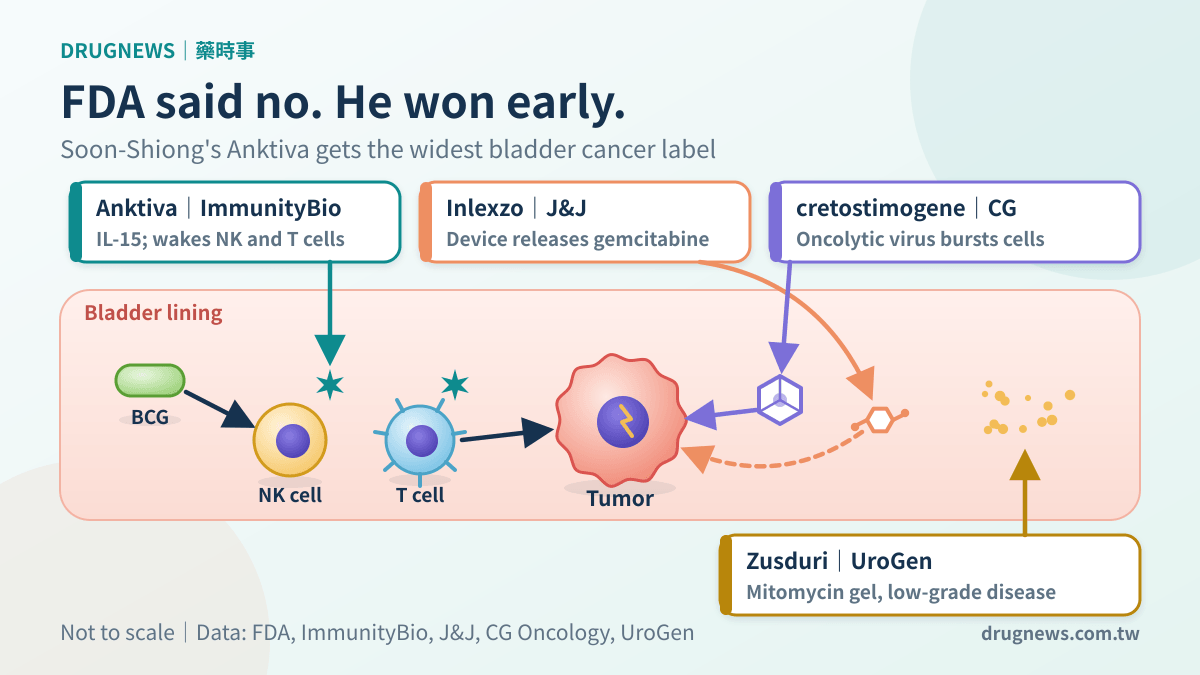 Bladder cancer mechanism figure: Anktiva activates NK and T cells alongside BCG; Inlexzo releases gemcitabine; cretostimogene is an oncolytic virus; Zusduri is a mitomycin gel