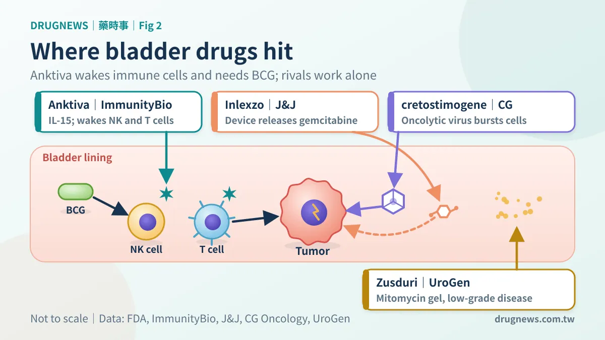 Figure 2｜Four bladder cancer drugs, four points of attack