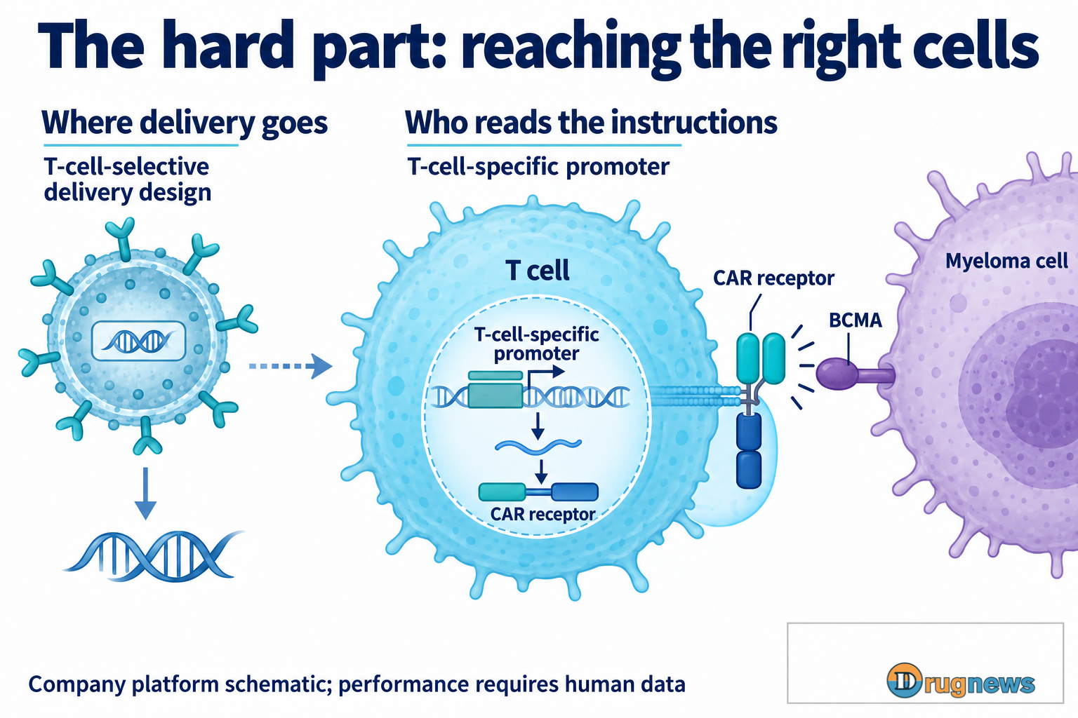 A delivery vector targets T cells, a T-cell-specific promoter controls expression, and a CAR binds BCMA on a separate myeloma cell.
