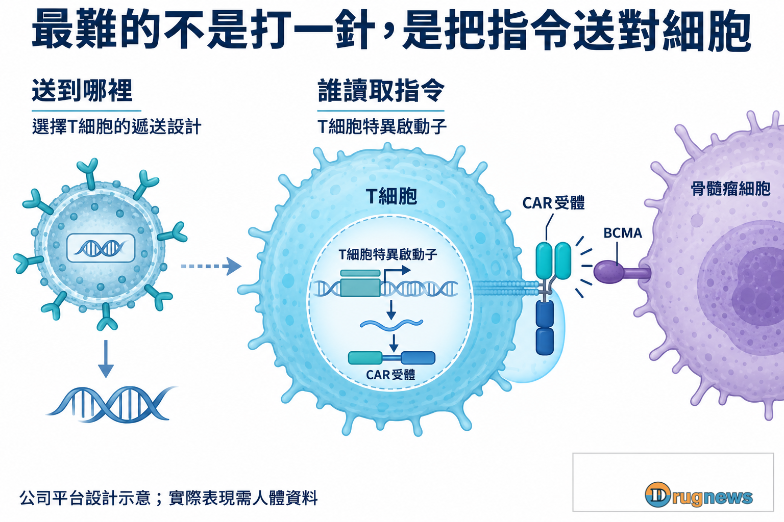 載體遞送到T細胞、T細胞特異啟動子控制指令表現、CAR受體辨認另一個骨髓瘤細胞上的BCMA。