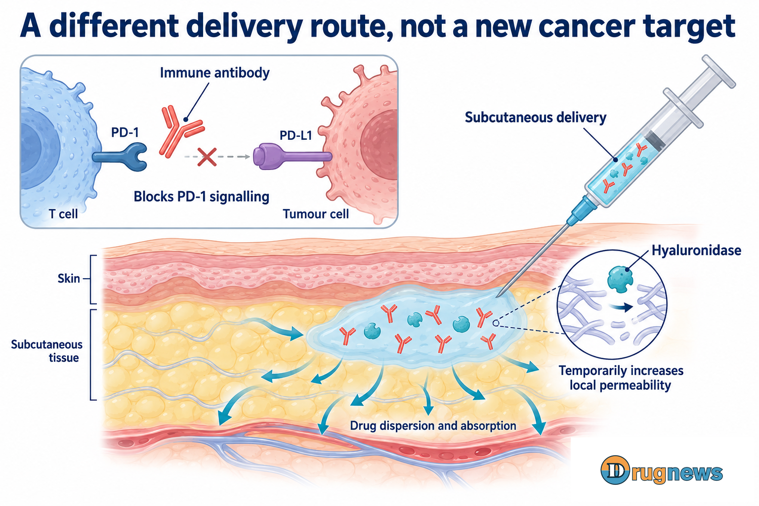 Separate roles of the PD-1 antibody and hyaluronidase in subcutaneous delivery