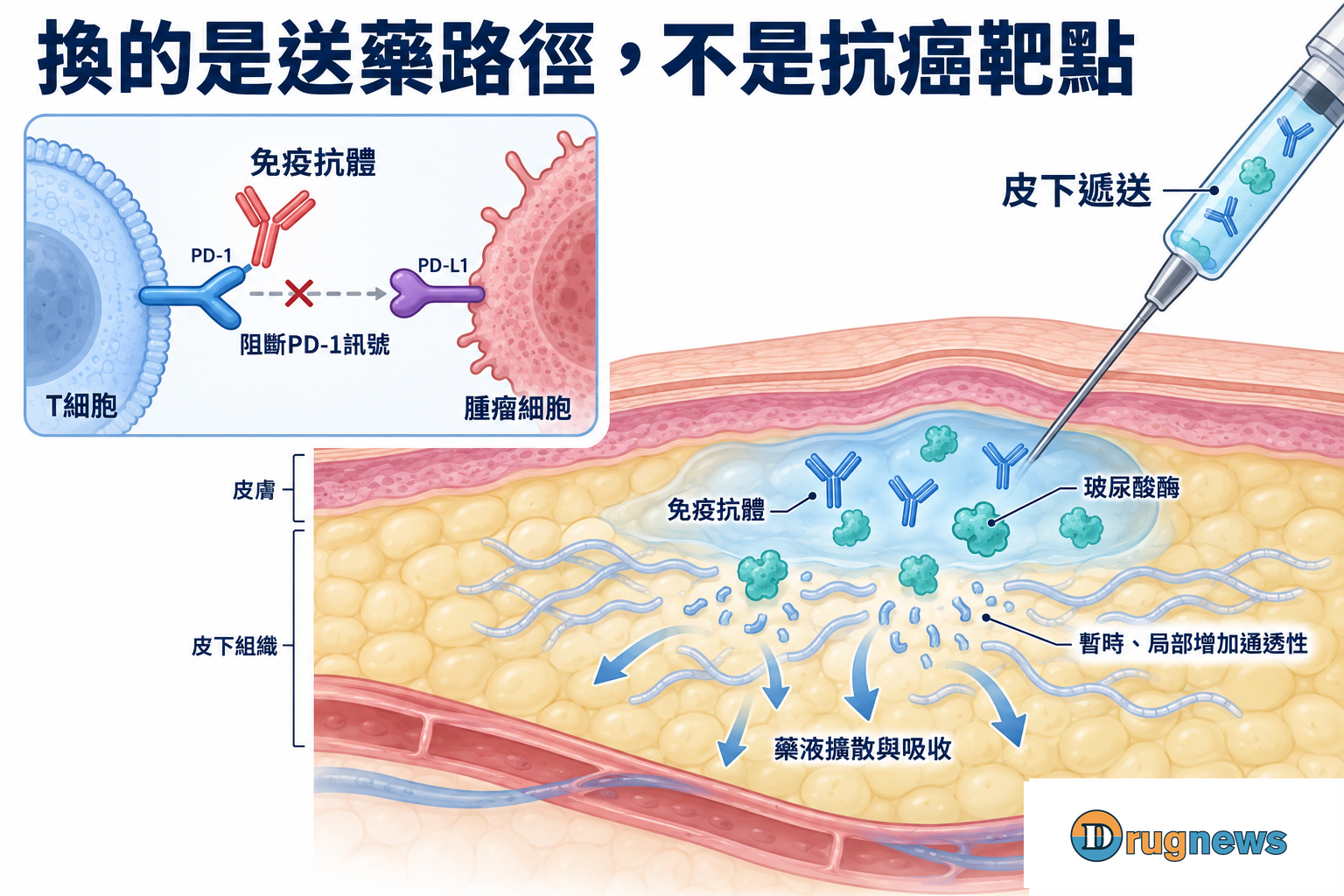 PD-1抗體作用與玻尿酸酶幫助皮下遞送的分工示意