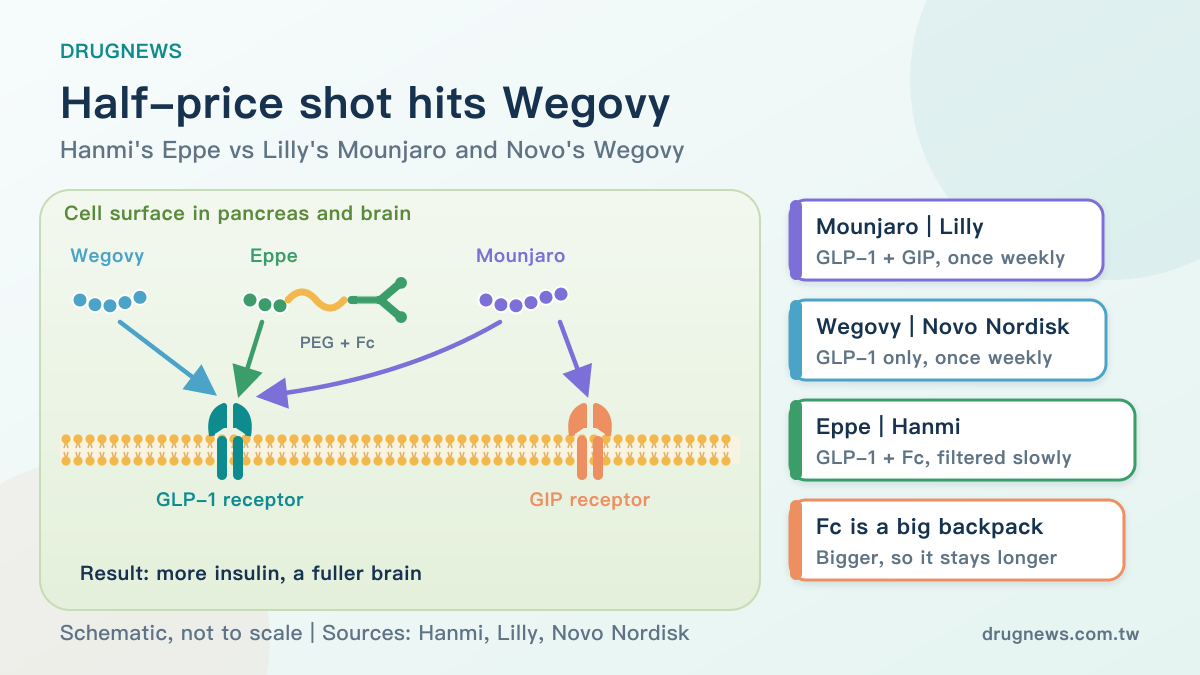 Mechanism: Mounjaro hits GLP-1 and GIP receptors; Wegovy and Hanmi's Eppe hit GLP-1 only, with Eppe linked via PEG to an Fc fragment to stay longer in the blood