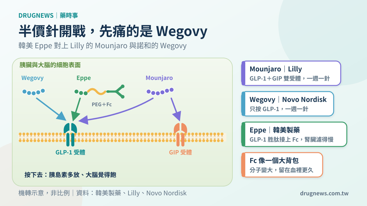 機轉圖:Mounjaro 同時按 GLP-1 與 GIP 受體,Wegovy 與韓美 Eppe 只按 GLP-1,Eppe 以 PEG 接上 Fc 片段延長停留時間