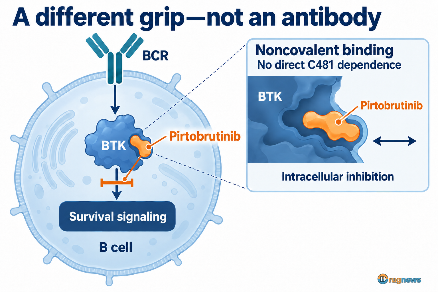 Pirtobrutinib binds BTK noncovalently and inhibits intracellular B-cell survival signaling