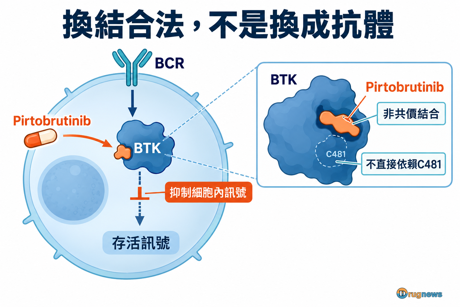 Pirtobrutinib以非共價結合BTK,在B細胞內抑制下游存活訊號的簡化機制